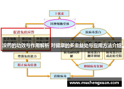 没药的功效与作用解析 对健康的多重益处与应用方法介绍 没药的功效与作用解析 对健康的多重益处与应用方法介绍